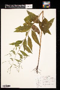 Hackelia virginiana image