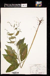 Hackelia virginiana image