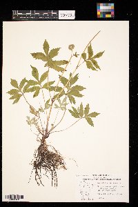 Hydrophyllum virginianum image