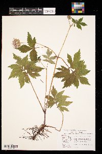 Hydrophyllum virginianum image