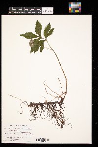 Hydrophyllum virginianum image