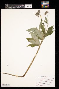 Hydrophyllum virginianum image