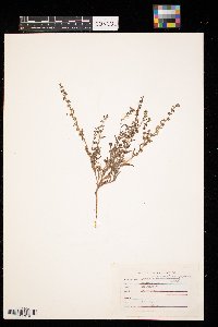 Image of Lappula occidentalis