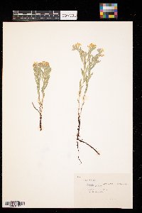 Lithospermum canescens image