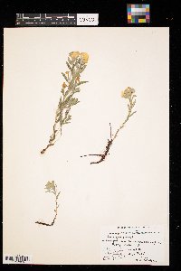 Lithospermum canescens image