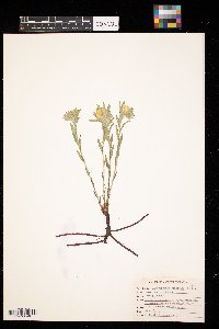 Lithospermum canescens image