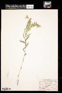 Lithospermum canescens image