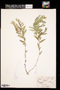 Lithospermum canescens image