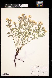 Lithospermum canescens image