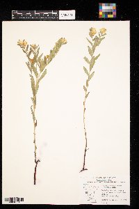 Lithospermum canescens image