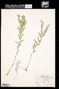 Lithospermum canescens image