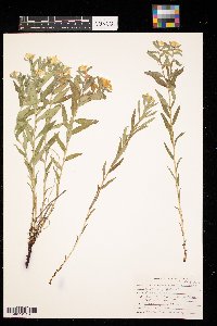 Lithospermum canescens image