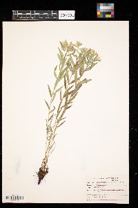 Lithospermum canescens image