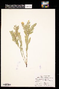 Lithospermum canescens image