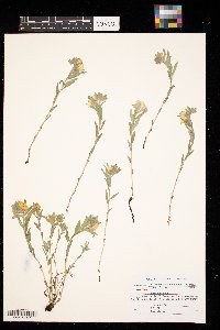 Lithospermum canescens image