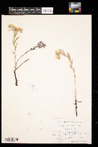 Lithospermum canescens image