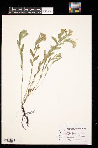 Lithospermum canescens image