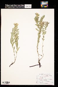 Lithospermum canescens image