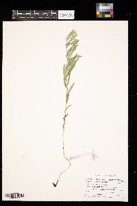 Lithospermum canescens image