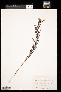 Lithospermum caroliniense image