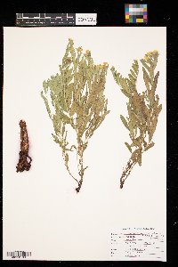 Lithospermum caroliniense image