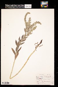 Onosmodium bejariense image