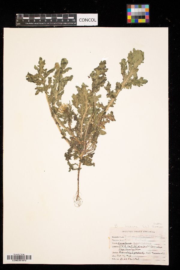 Brassica juncea image