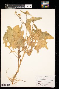 Brassica nigra image