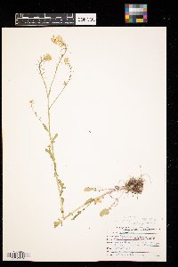 Cardamine pensylvanica image