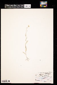 Cardamine pensylvanica image