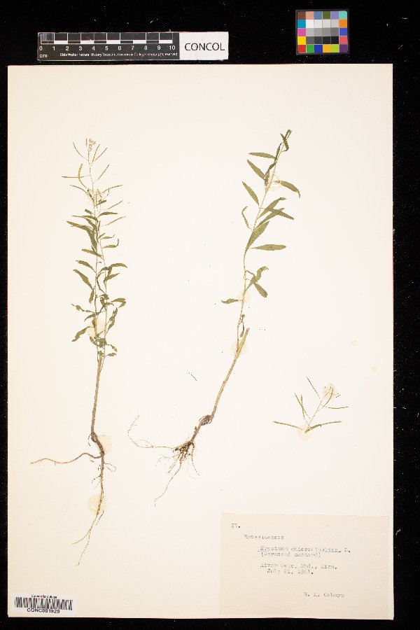 Erysimum image