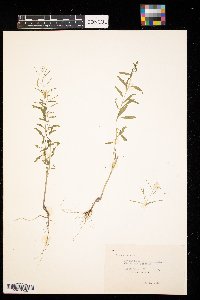 Erysimum cheiranthoides image