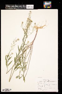 Erysimum cheiranthoides image