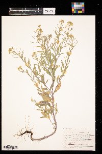 Erysimum cheiranthoides image