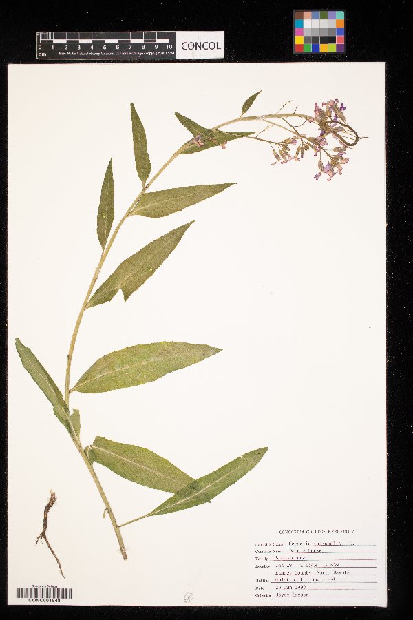 Hesperis matronalis image