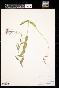 Hesperis matronalis image