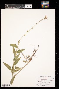 Hesperis matronalis image