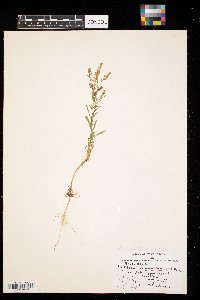 Lepidium densiflorum image