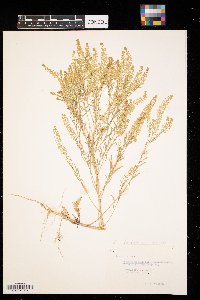 Lepidium densiflorum image