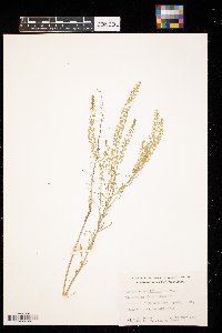 Lepidium densiflorum image