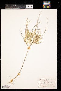 Lepidium densiflorum image