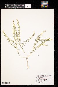 Lepidium densiflorum image