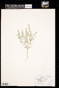 Lepidium densiflorum image