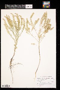 Lepidium densiflorum image