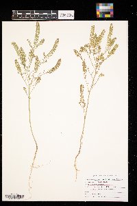 Lepidium densiflorum image