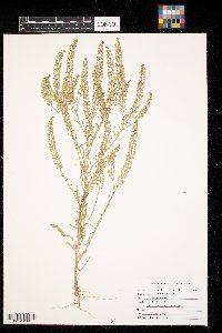 Lepidium densiflorum image