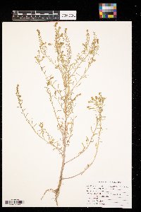 Lepidium densiflorum image