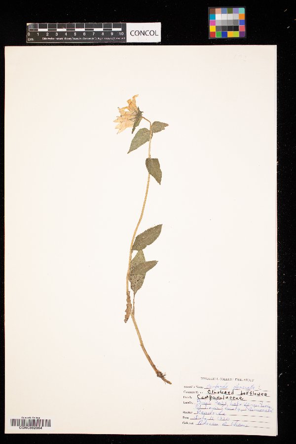 Campanula glomerata image