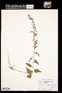 Campanula rapunculoides image