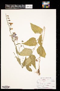 Campanula rapunculoides image